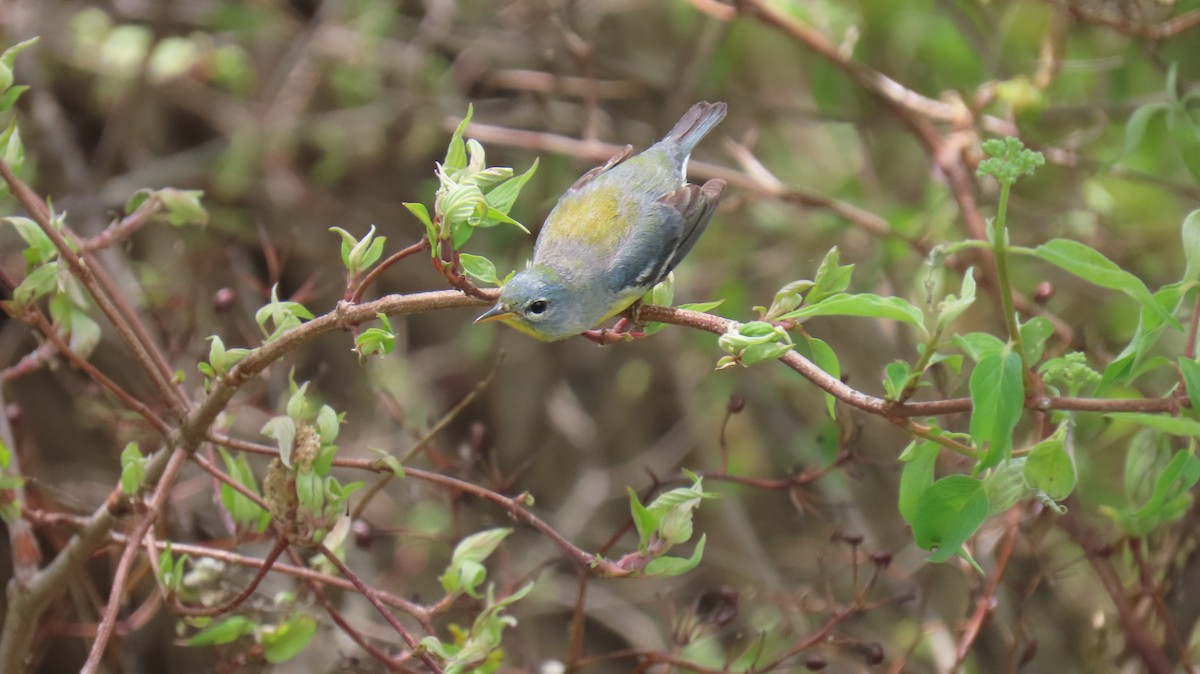 Northern Parula - ML620866973