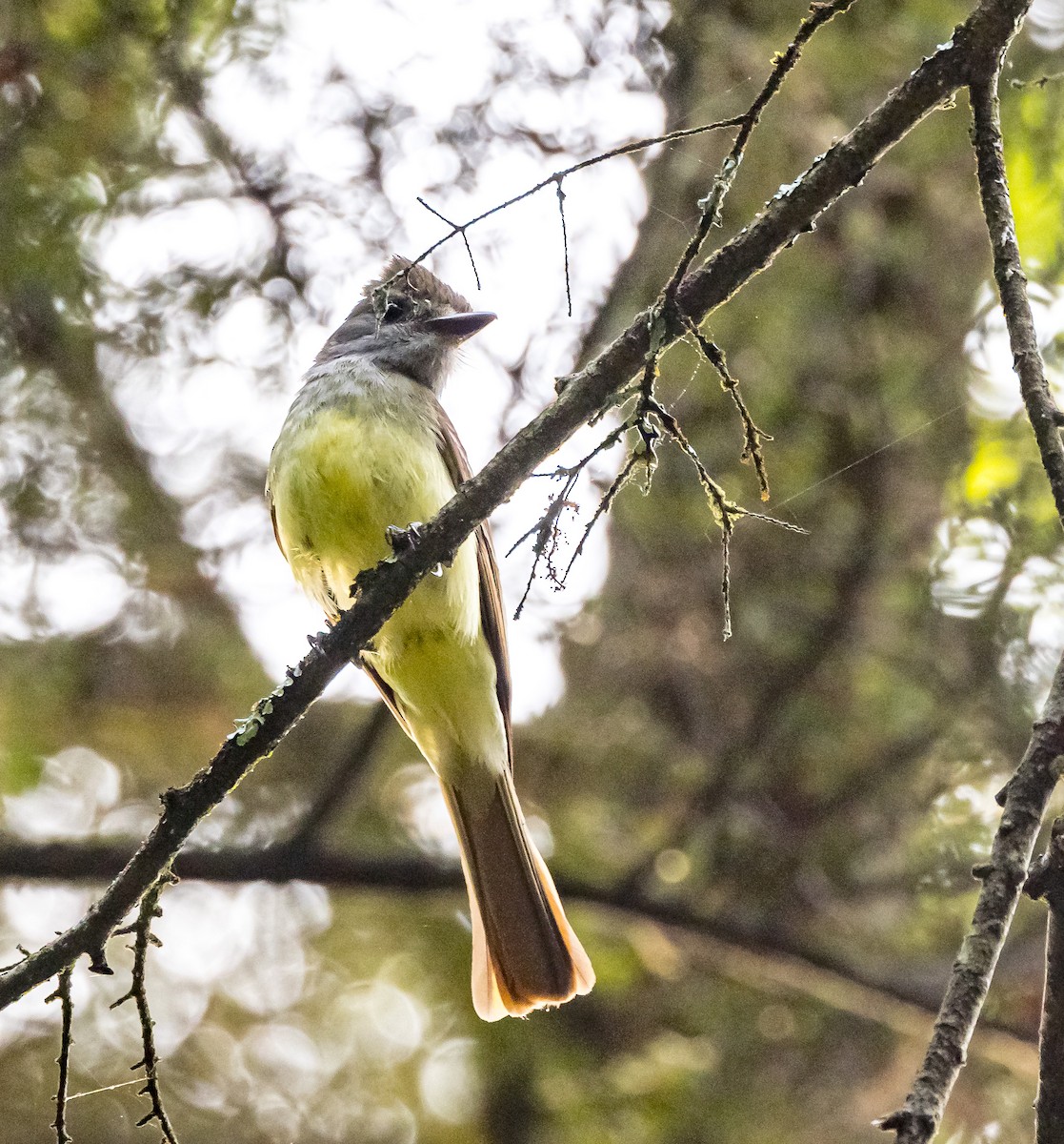 Great Crested Flycatcher - ML620866978