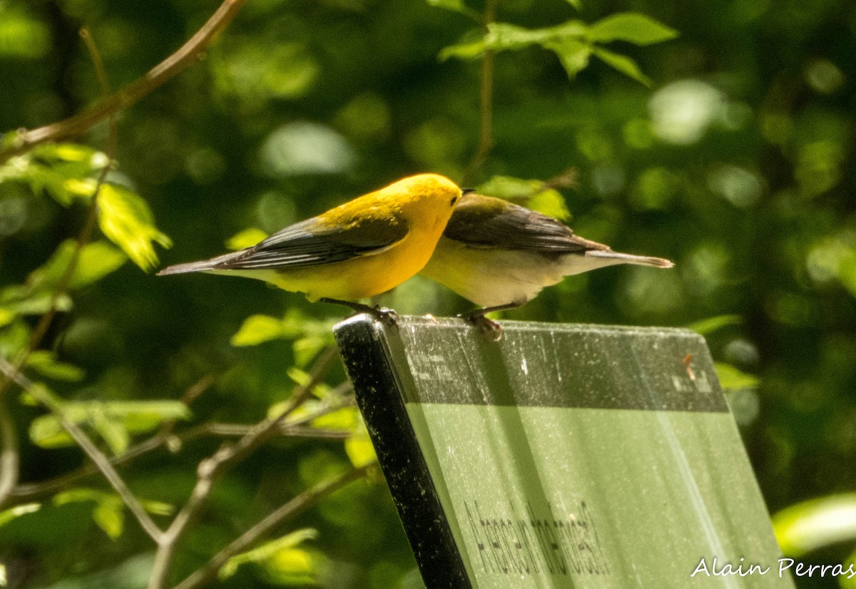 Prothonotary Warbler - Alain Perras