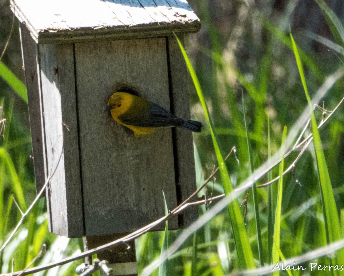 Prothonotary Warbler - ML620866980