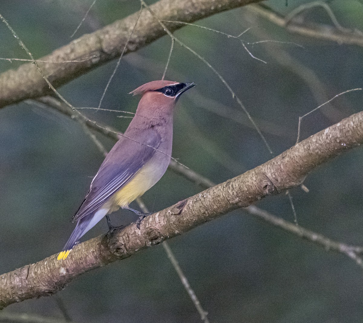 Cedar Waxwing - ML620866999