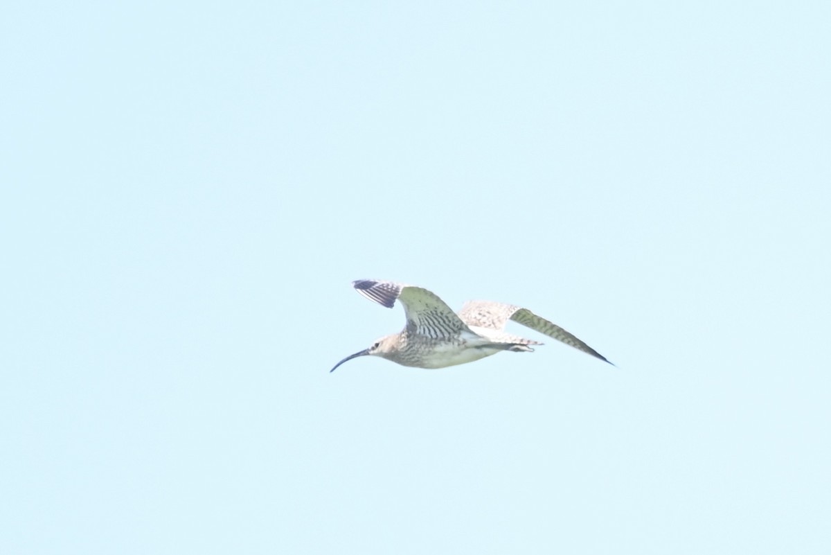 Whimbrel (European) - Alex Castelein