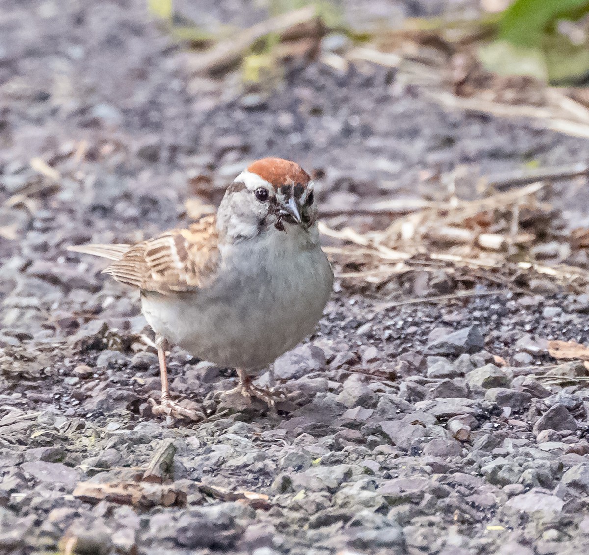 Chipping Sparrow - ML620867010