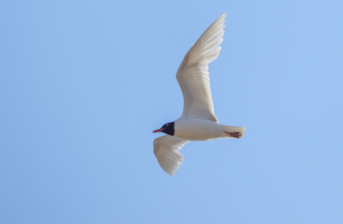 Mediterranean Gull - ML620867025