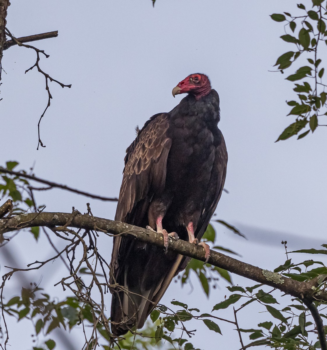 Turkey Vulture - Mike Murphy