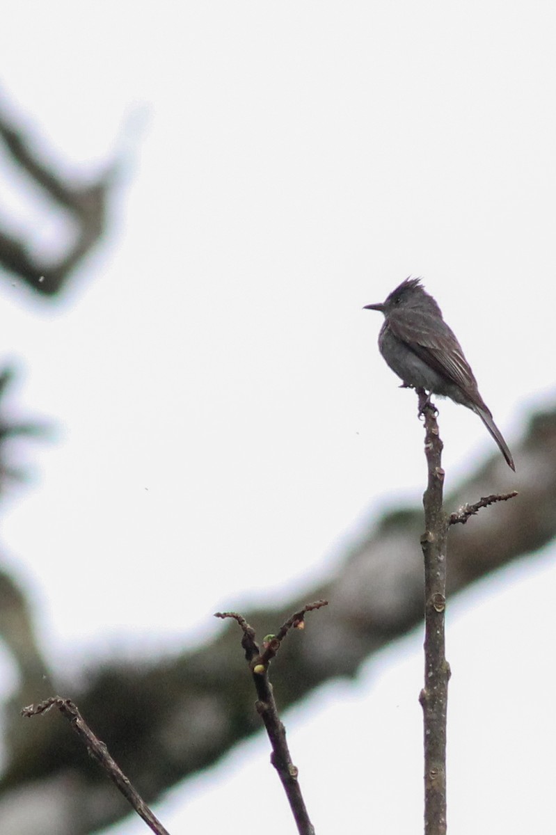 Smoke-colored Pewee - ML620867027