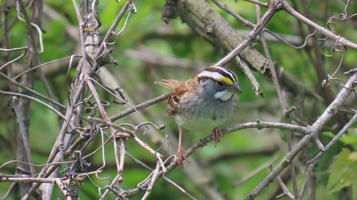 White-throated Sparrow - ML620867046