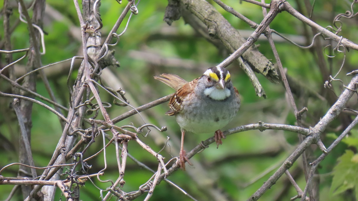 White-throated Sparrow - ML620867047