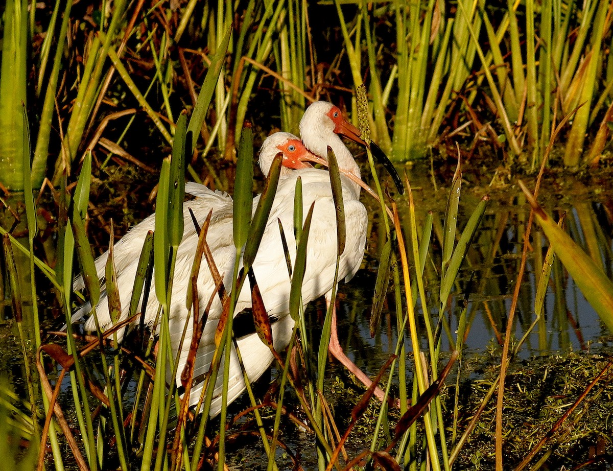 ibis bílý - ML620867052