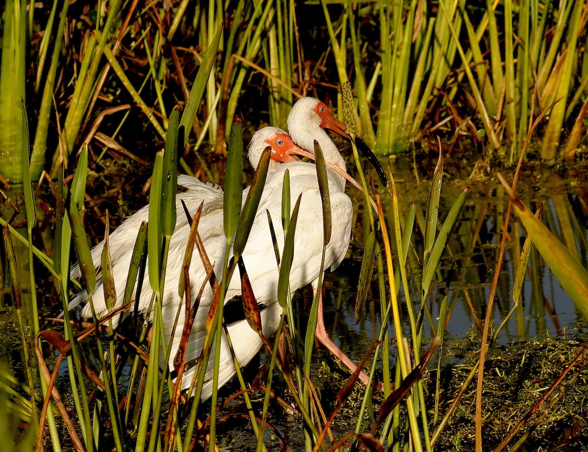 White Ibis - ML620867052