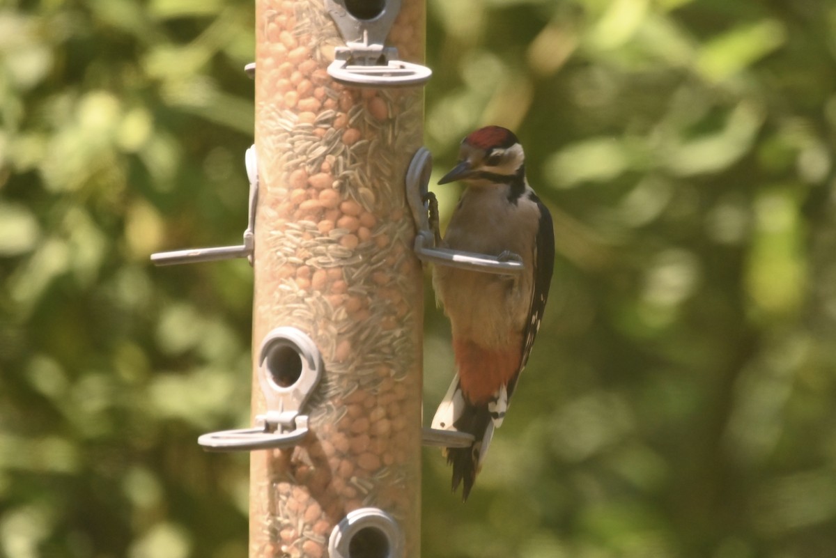 Great Spotted Woodpecker - ML620867054