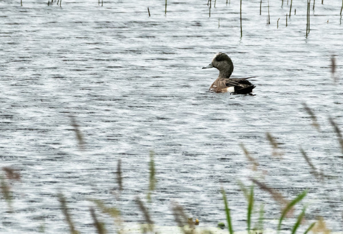 American Wigeon - ML620867056