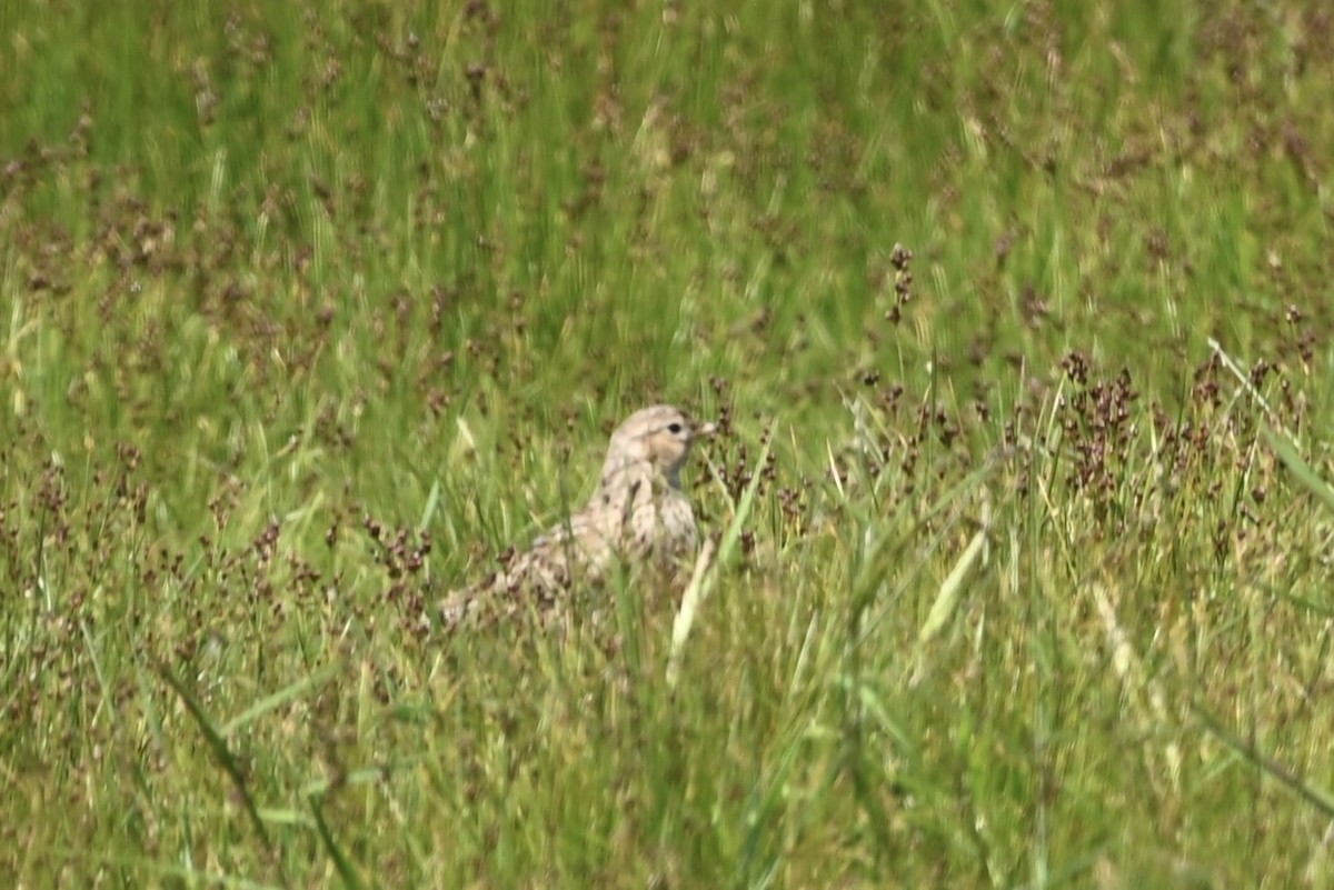 Eurasian Skylark - Alex Castelein