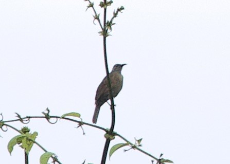 Meyer's Friarbird - ML620867073