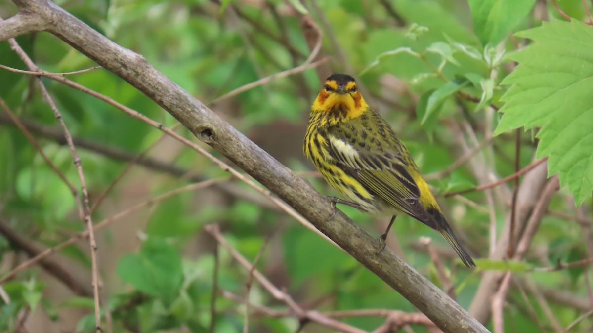 Cape May Warbler - ML620867097