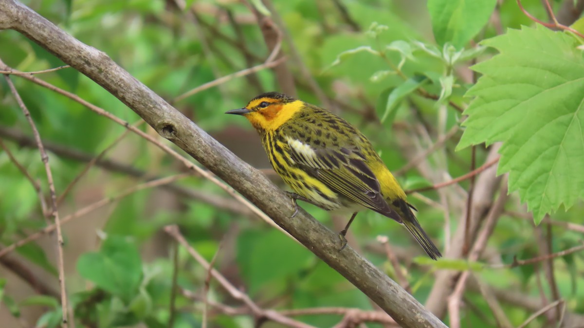 Cape May Warbler - ML620867098