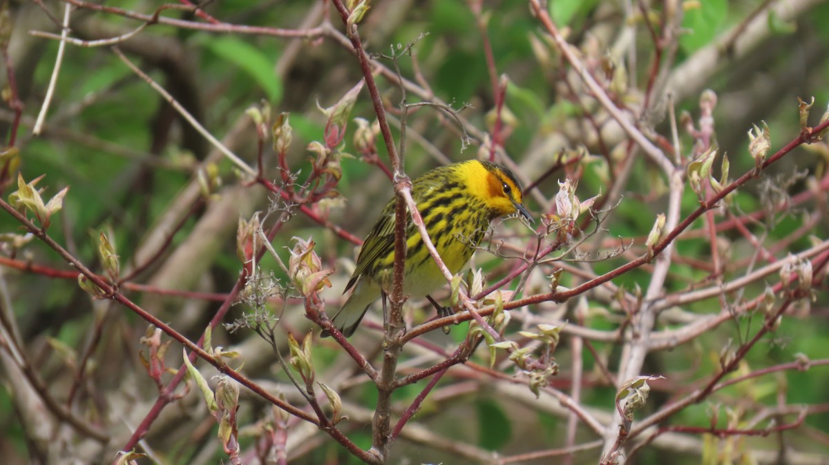 Cape May Warbler - ML620867099