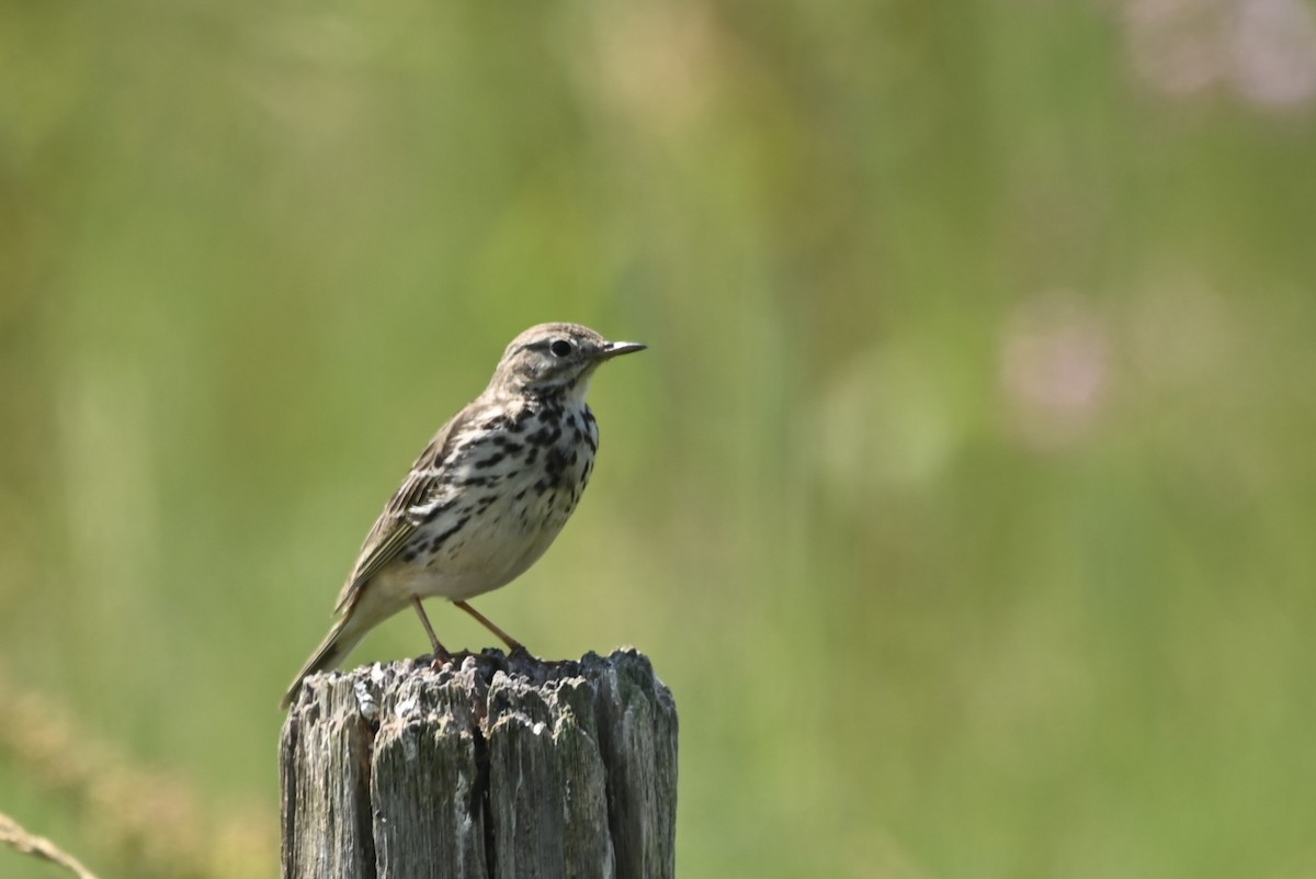 Meadow Pipit - ML620867113