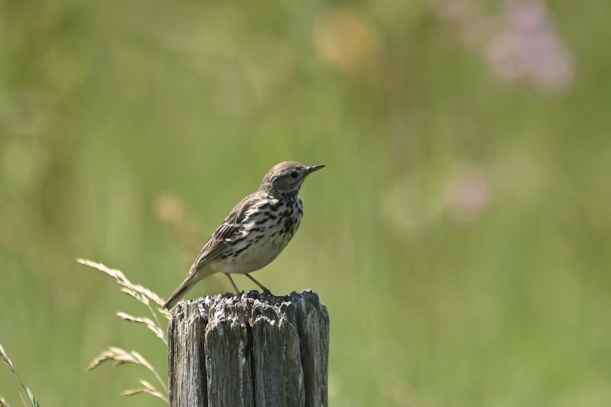 Meadow Pipit - ML620867114