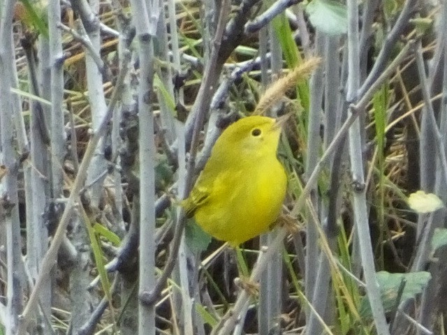 Yellow Warbler - ML620867115