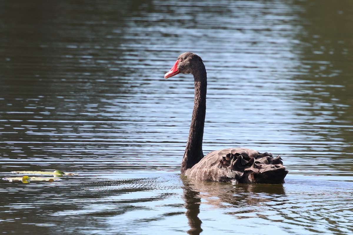 Black Swan - ML620867124