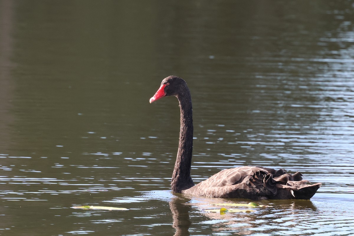 Black Swan - ML620867125