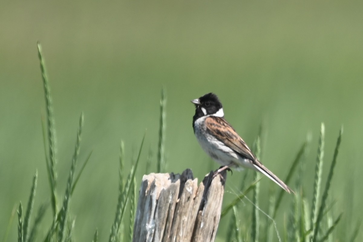 Reed Bunting - ML620867127