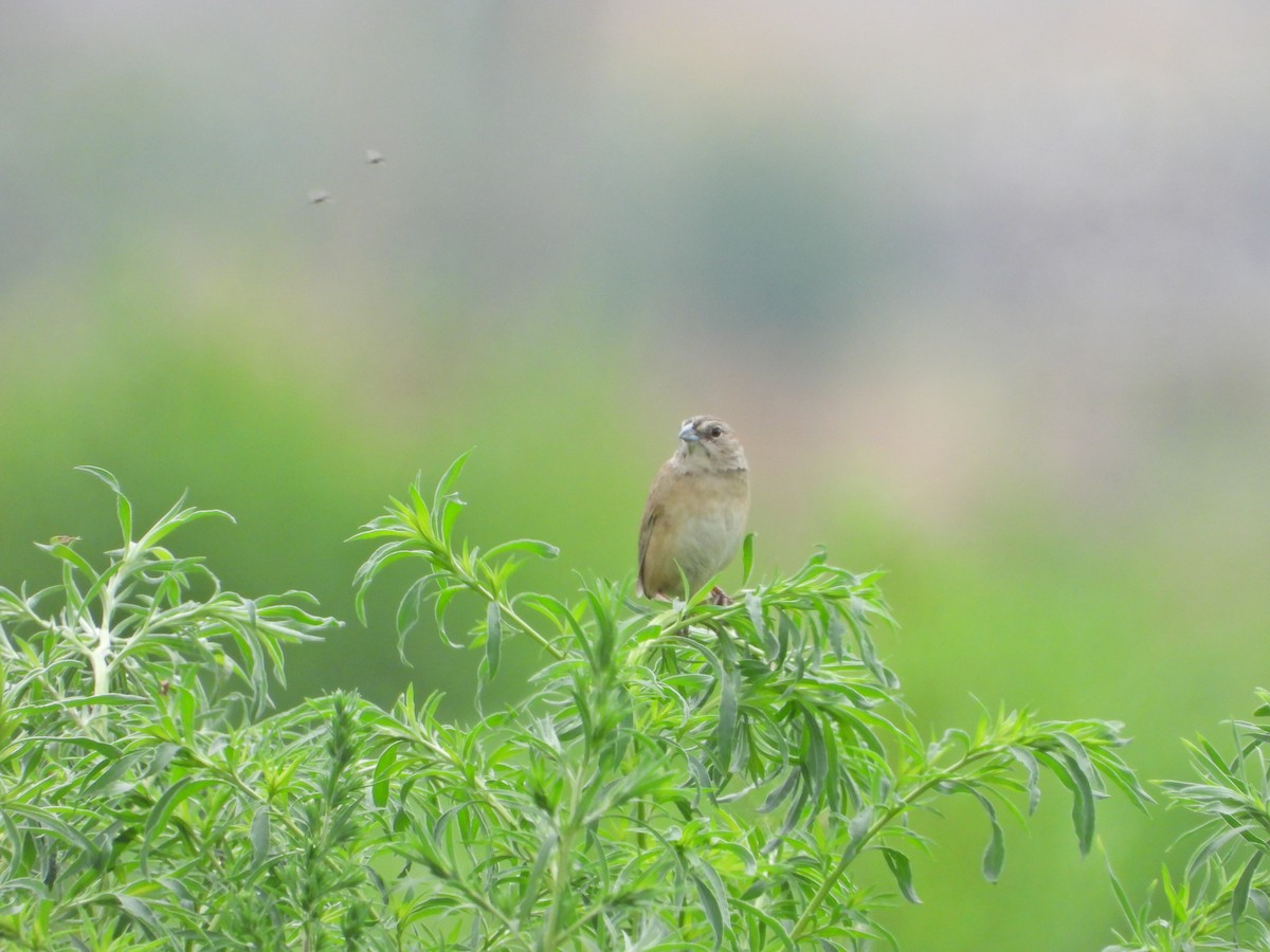 Botteri's Sparrow (Botteri's) - ML620867129