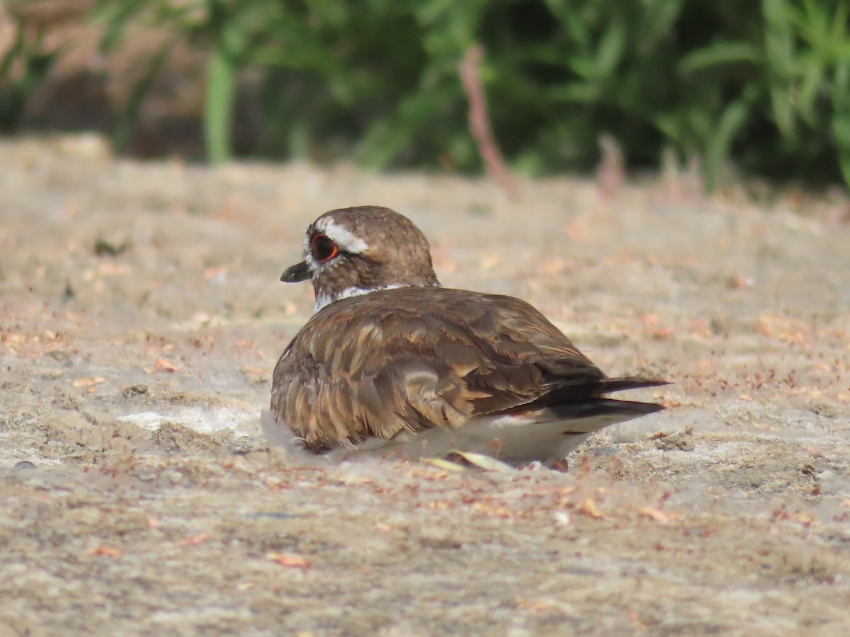 Killdeer - ML620867135