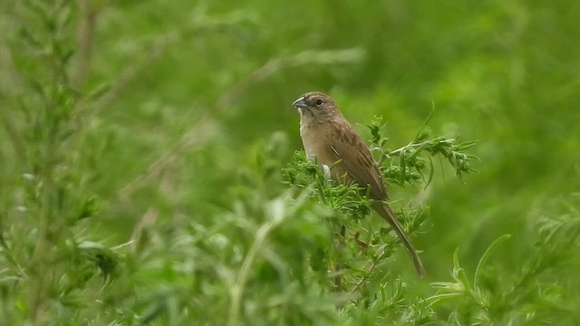 Botteri's Sparrow (Botteri's) - ML620867141