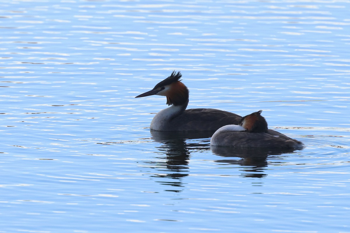 Great Crested Grebe - ML620867150