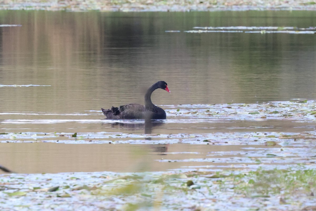 Black Swan - ML620867157