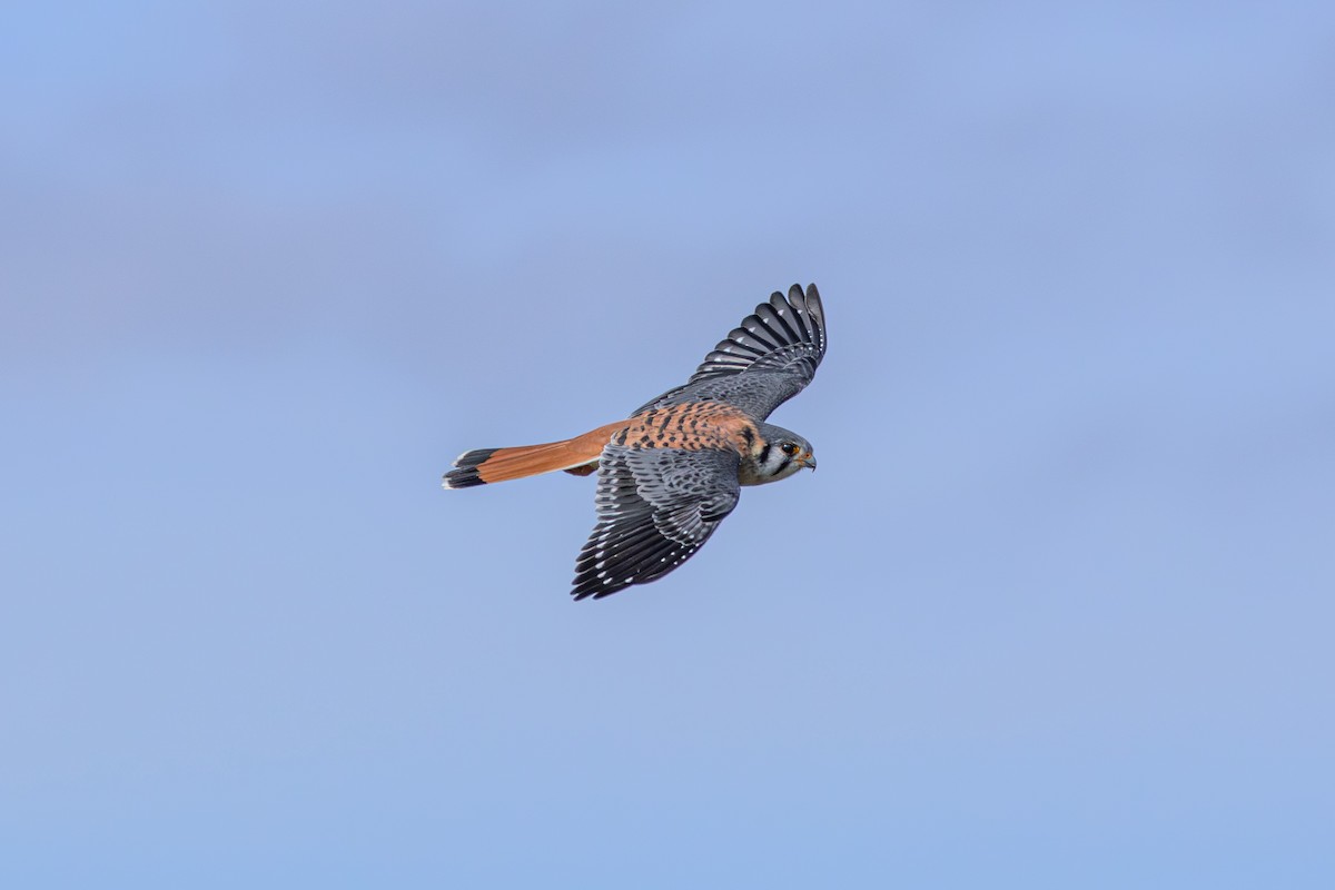 American Kestrel - ML620867165