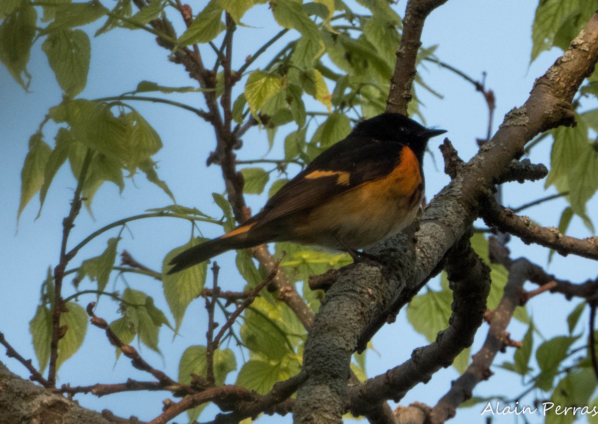 American Redstart - ML620867175