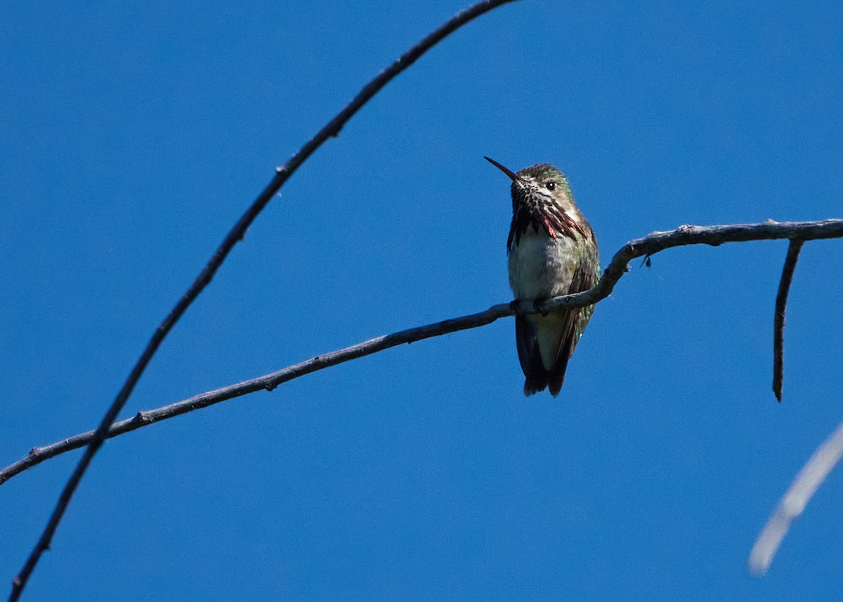 Calliope Hummingbird - ML620867177