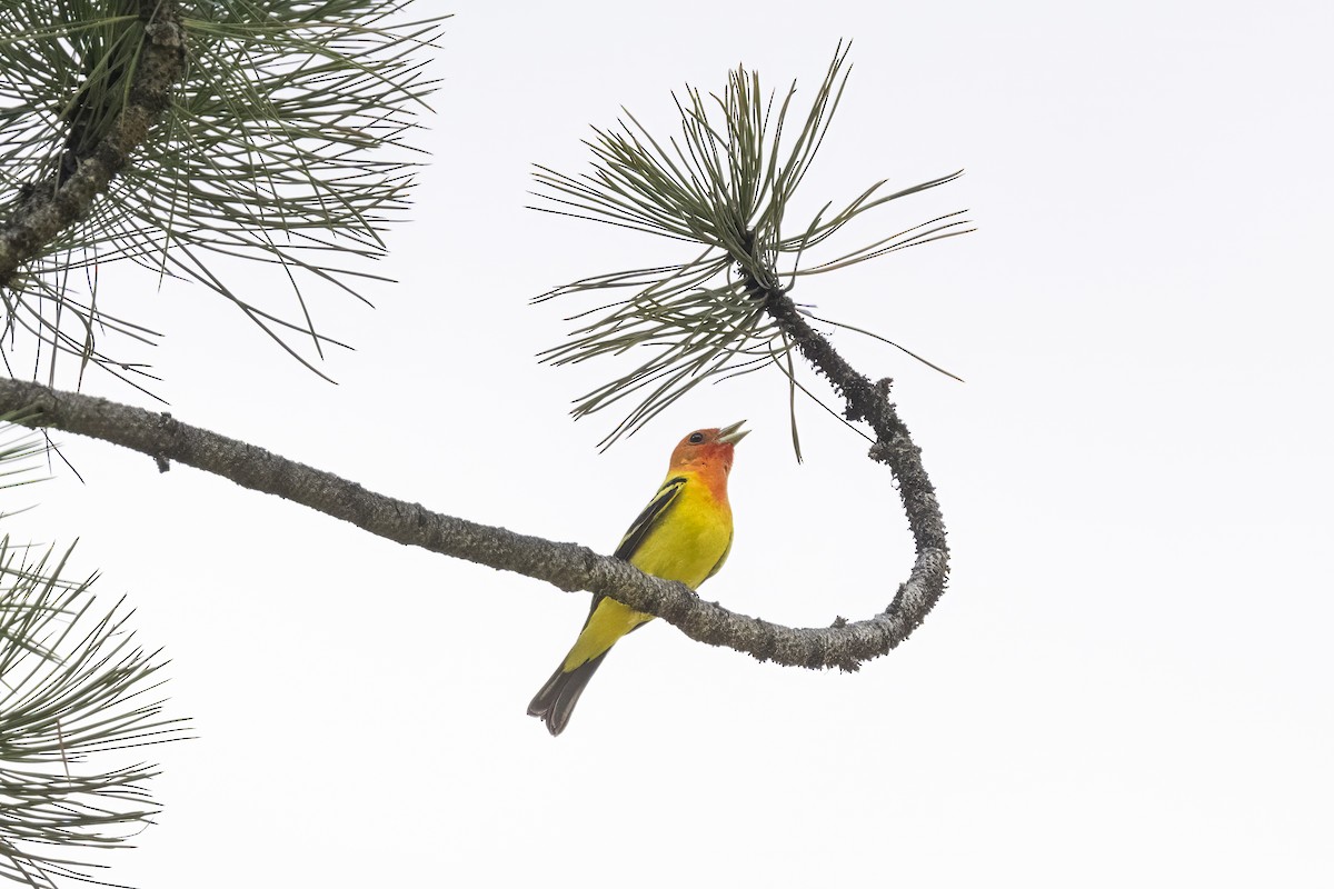 Western Tanager - ML620867190