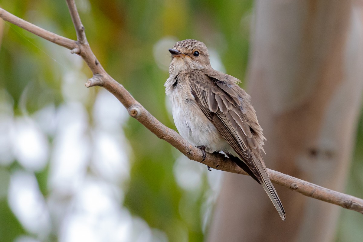 Spotted Flycatcher - ML620867196