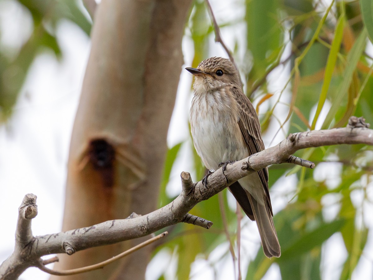 Spotted Flycatcher - ML620867197