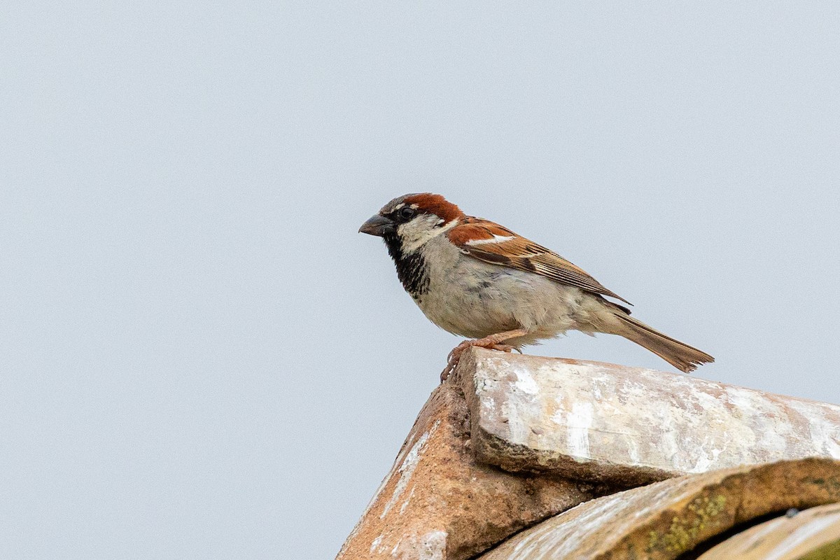 House Sparrow - ML620867204