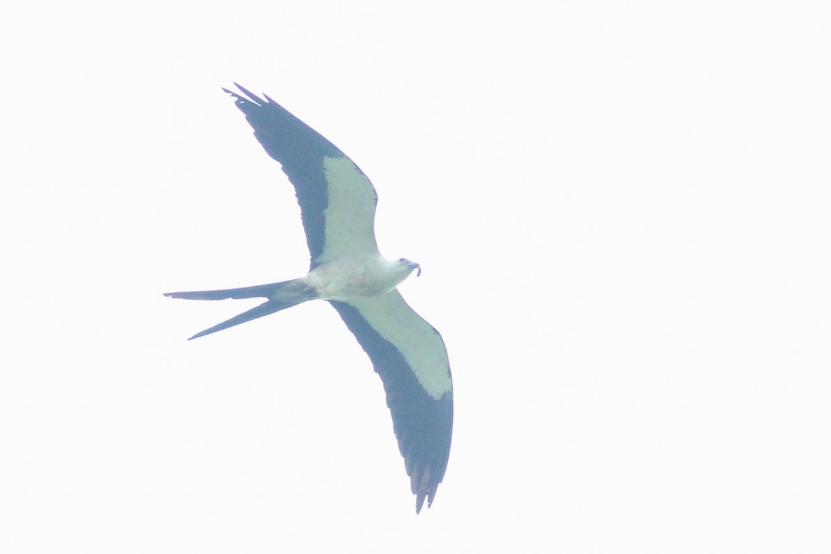 Swallow-tailed Kite - ML620867205