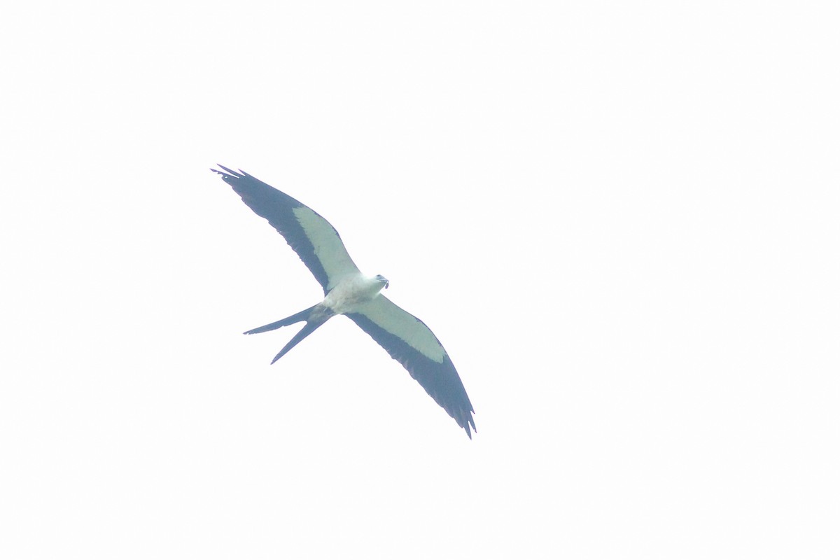 Swallow-tailed Kite - Yaudimar Bermúdez