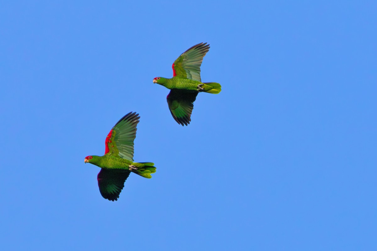 Red-spectacled Parrot - ML620867225