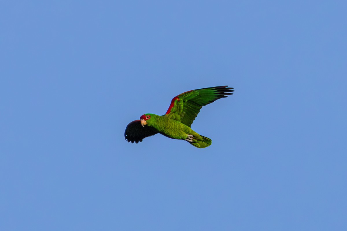 Red-spectacled Parrot - Guto Magalhães