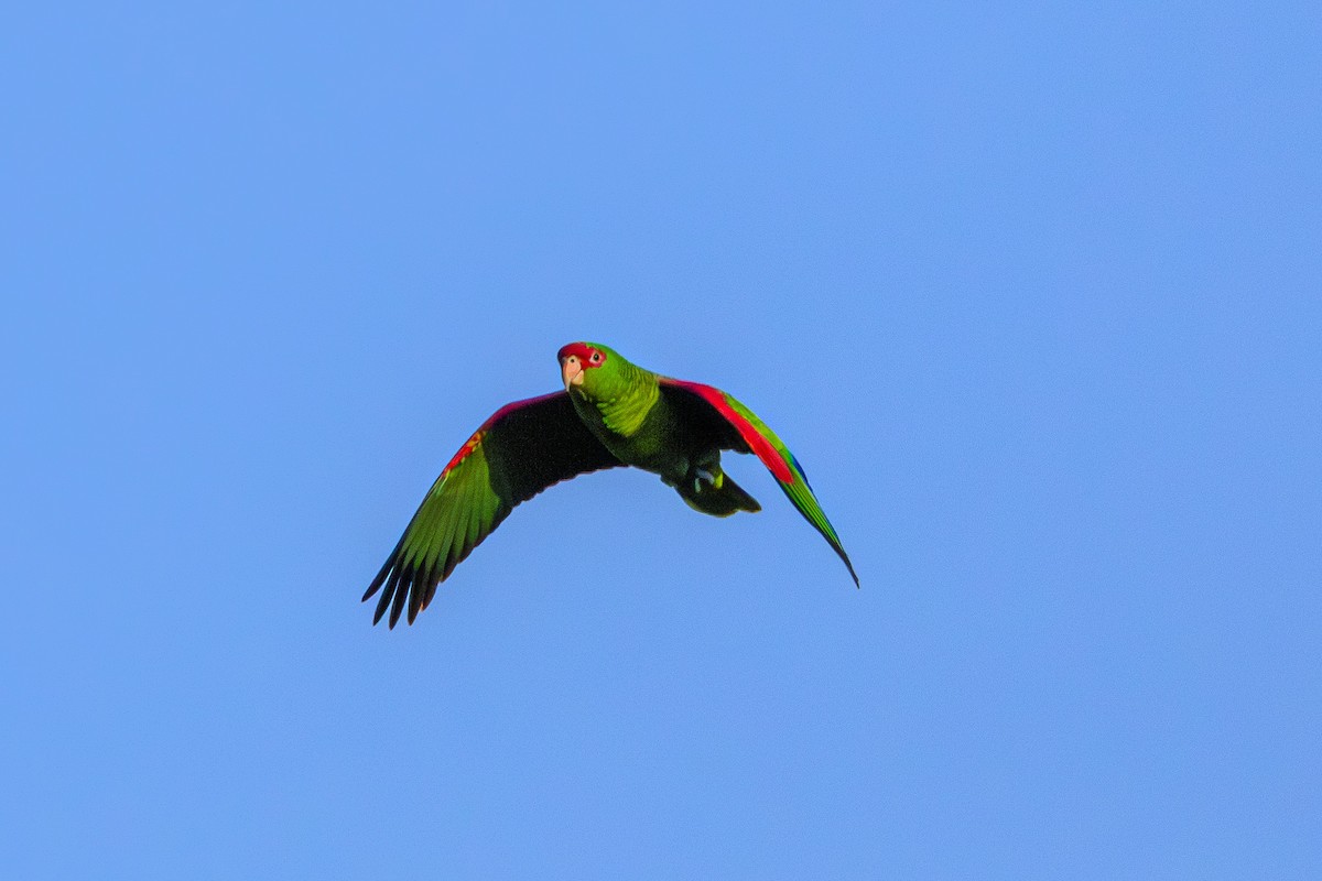 Red-spectacled Parrot - ML620867229