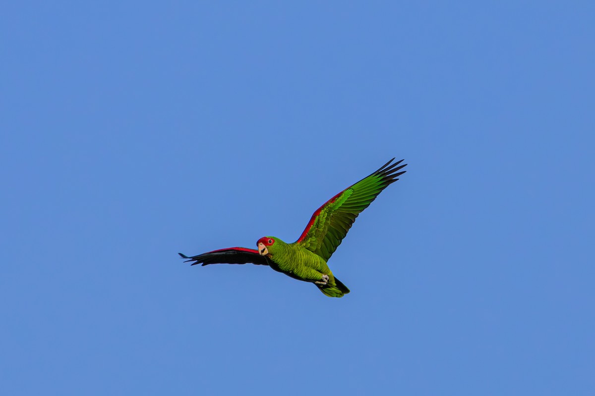 Red-spectacled Parrot - ML620867231