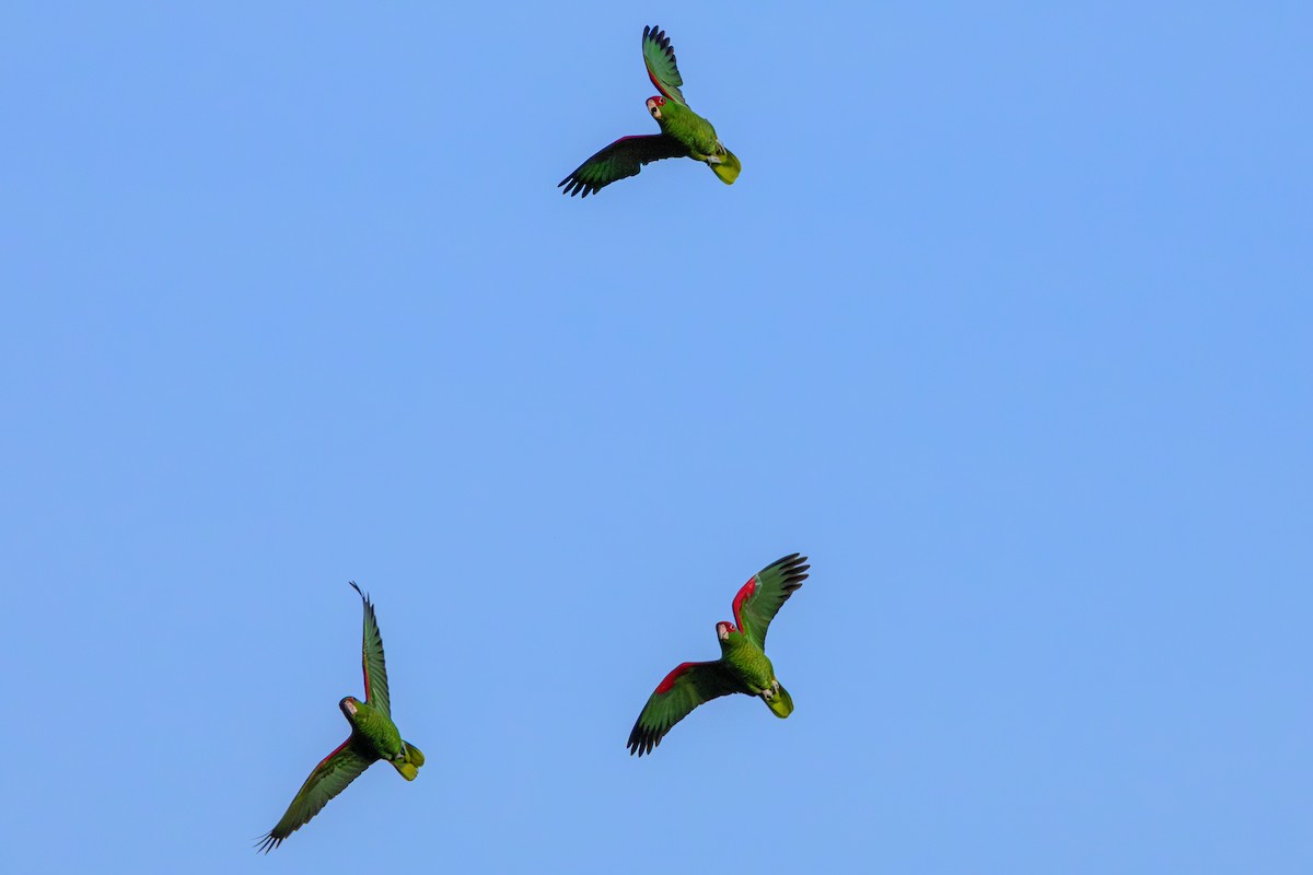 Red-spectacled Parrot - ML620867236