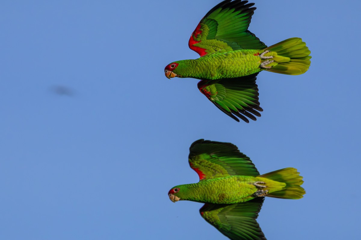 Red-spectacled Parrot - ML620867237
