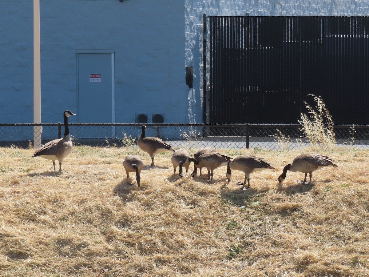 Canada Goose - ML620867248