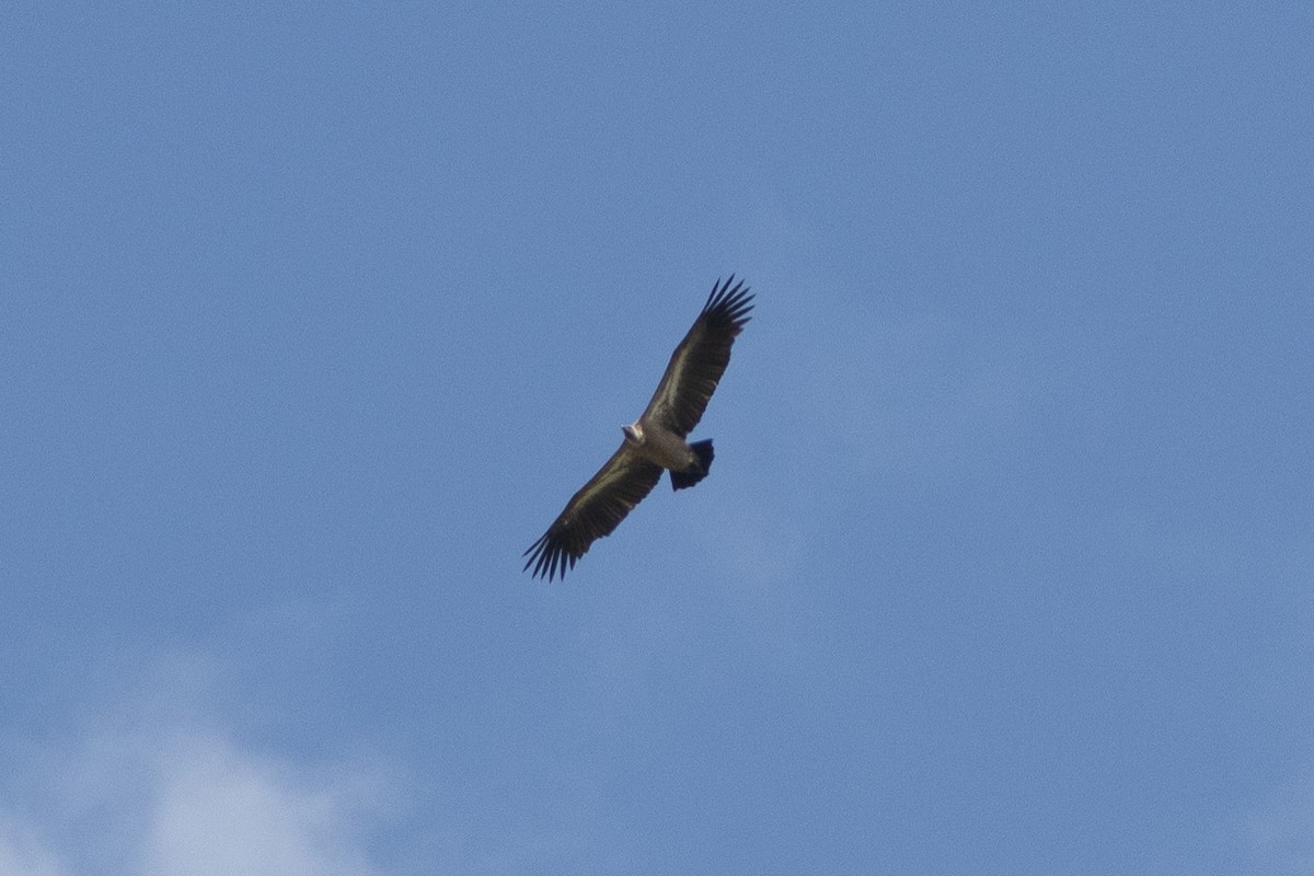 White-backed Vulture - ML620867272