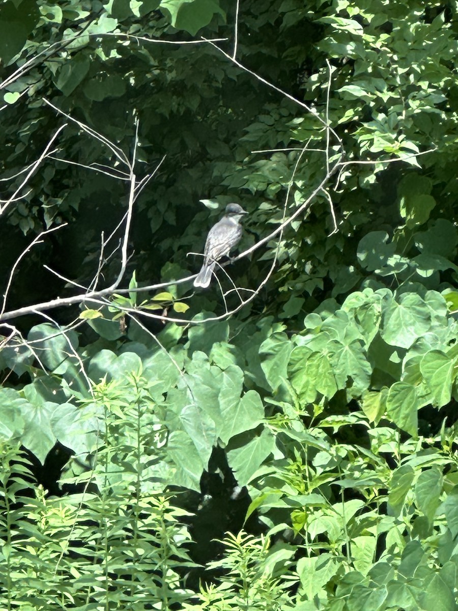 Eastern Kingbird - ML620867273